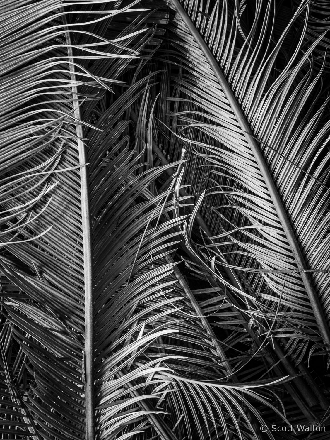 king-sego-palm-leaves-detail-niceville-florida.jpg