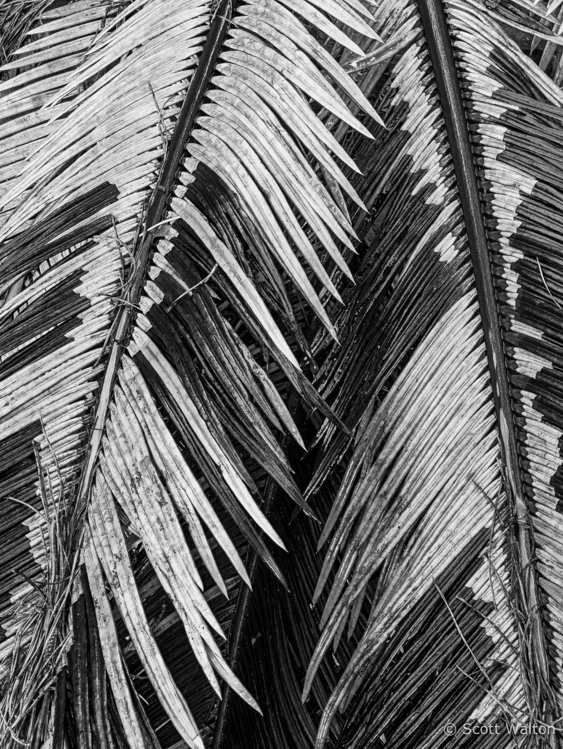 king-sego-palm-leaves-niceville-florida.jpg