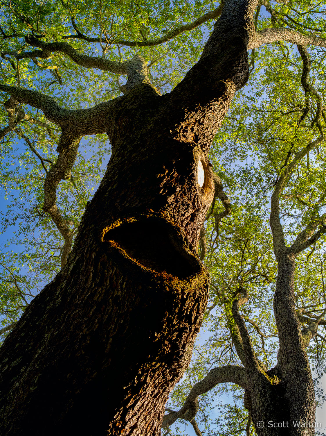large-oak-tree-abstract-niceville-florida.jpg