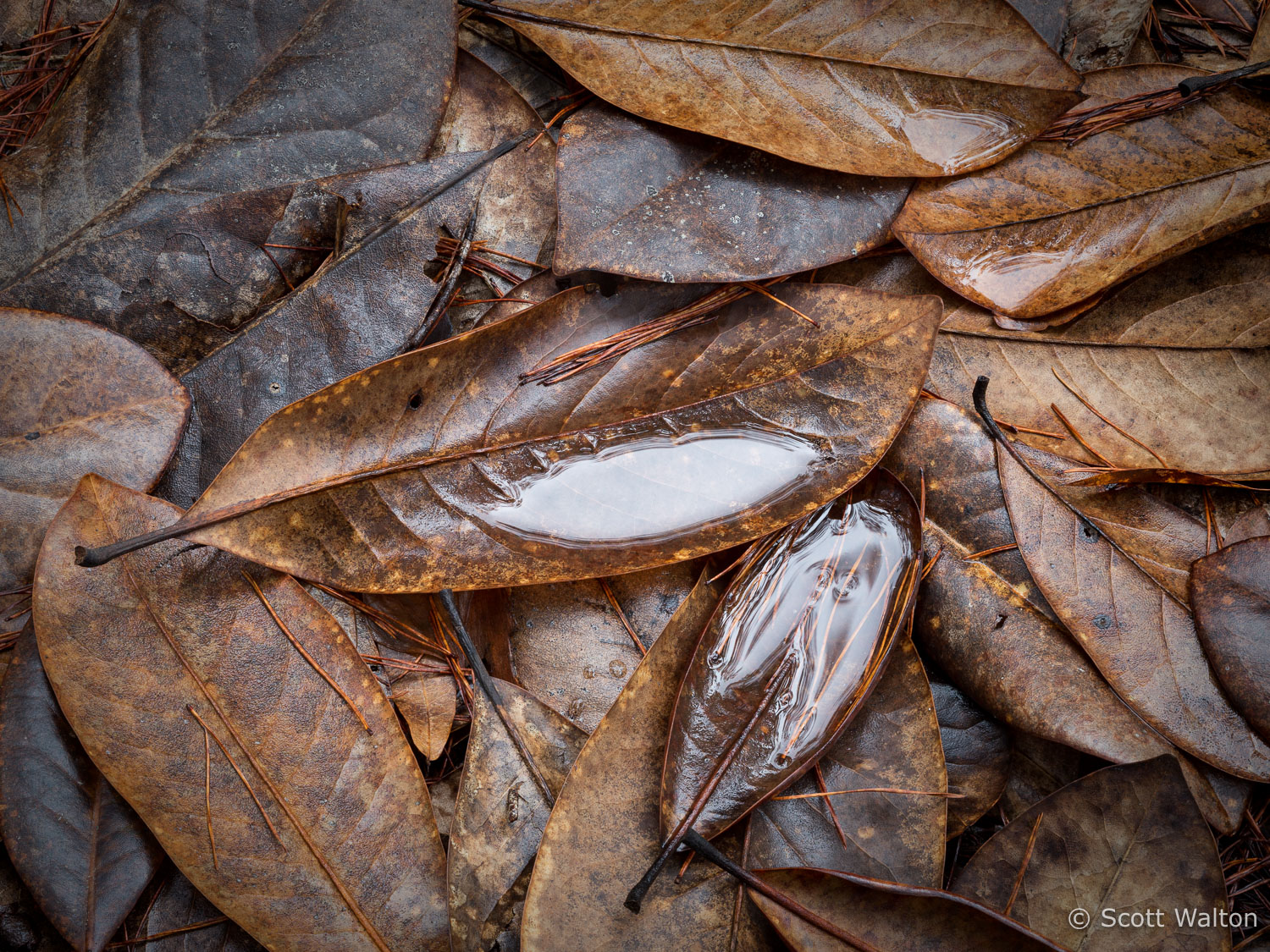 magnolia-leaves-rain-eglin-reservation-florida.jpg