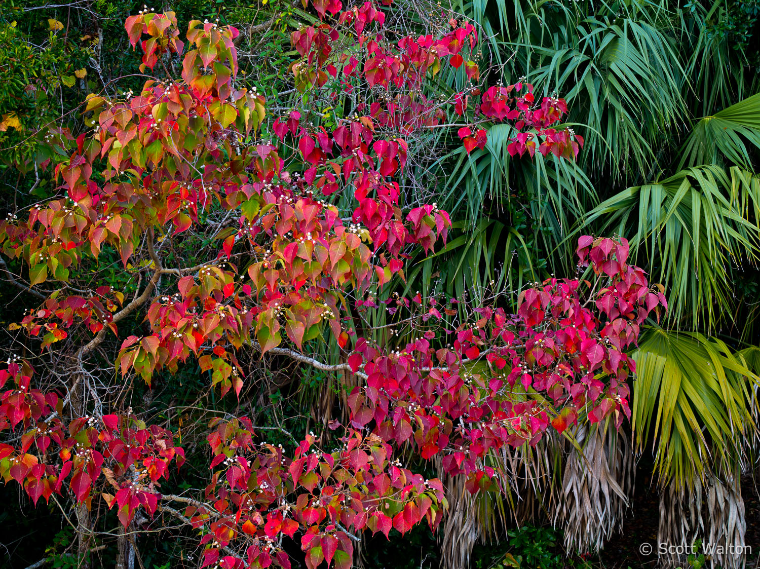 north-florida-fall-color-horiz-turkey-creek-niceville-florida.jpg