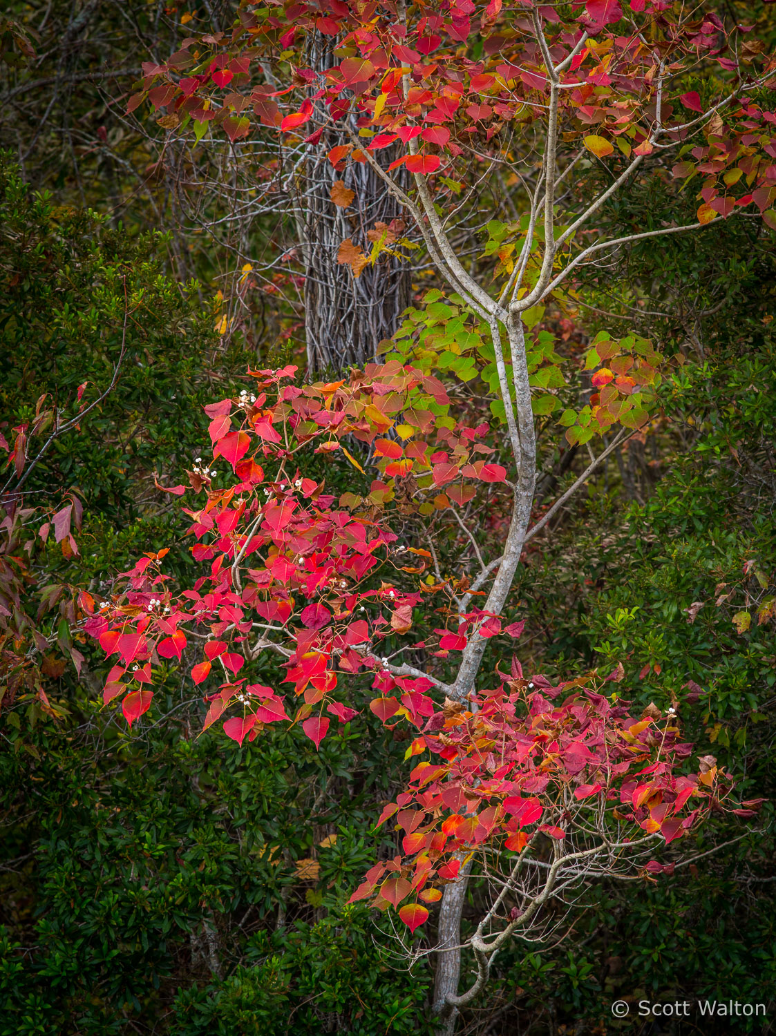 north-florida-fall-color-vert-turkey-creek-niceville-florida.jpg