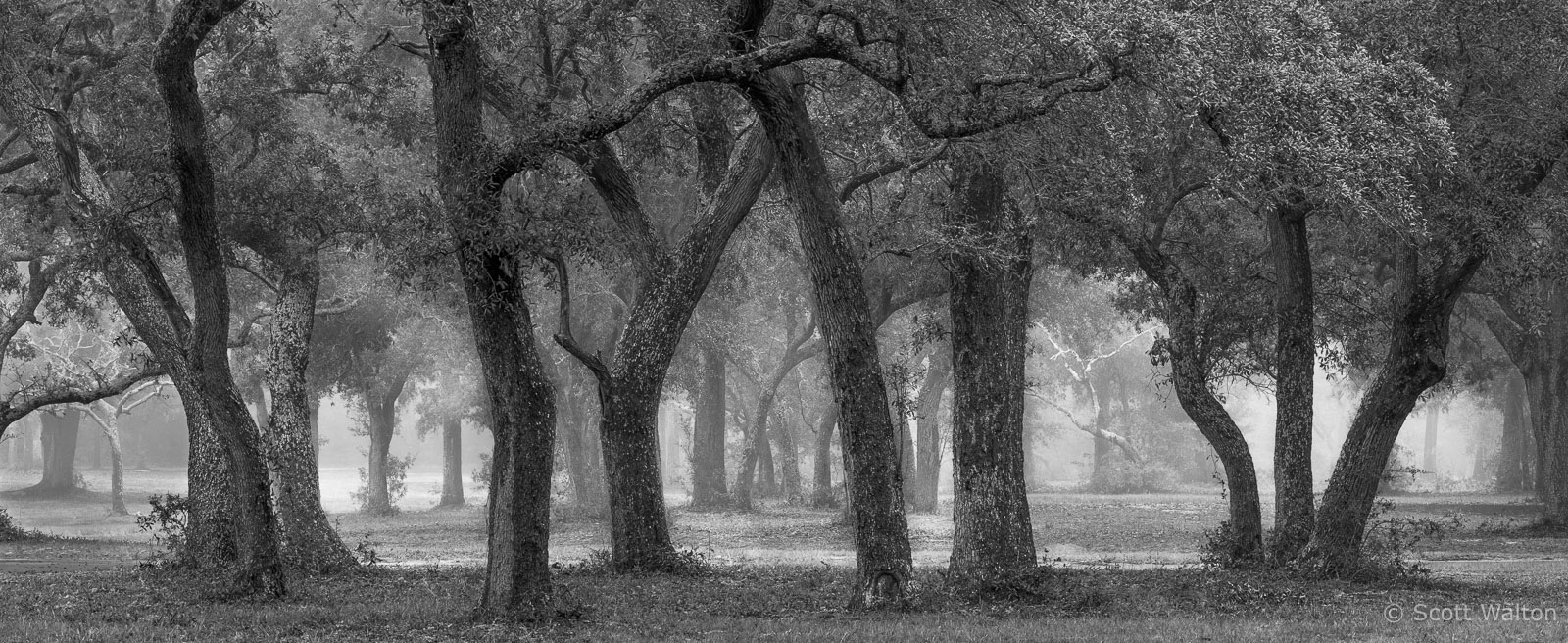 oak-trees-fog-maxwell-gunter-recreation-area-niceville-florida.jpg
