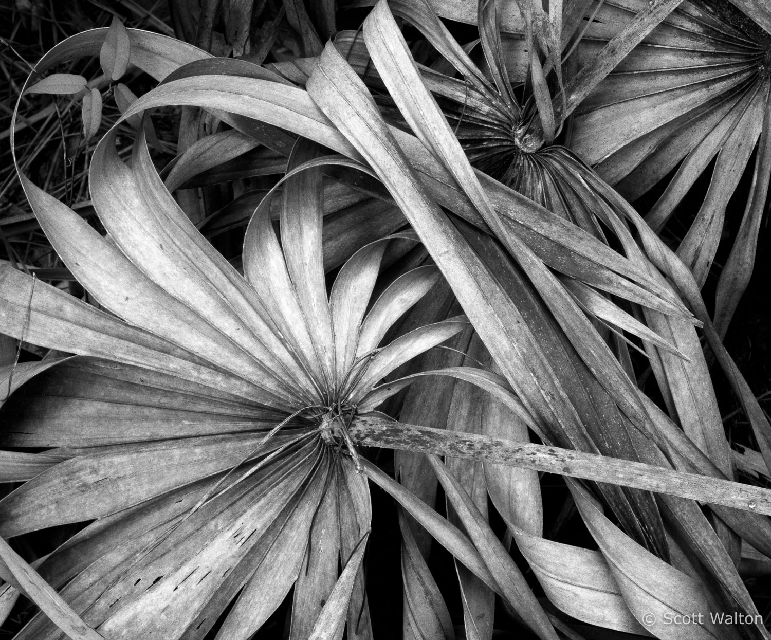 palmetto-detail1-niceville-florida.jpg