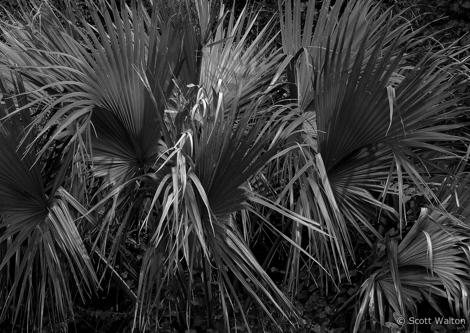 palmetto-group-niceville-florida.jpg