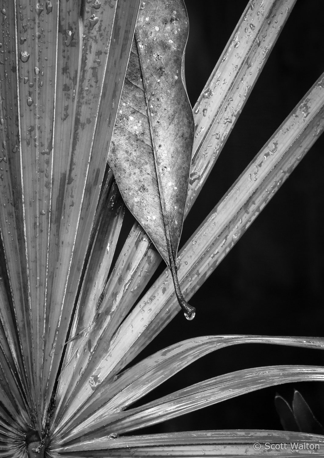 palmetto-magnolia-detail-niceville-florida_v1.jpg