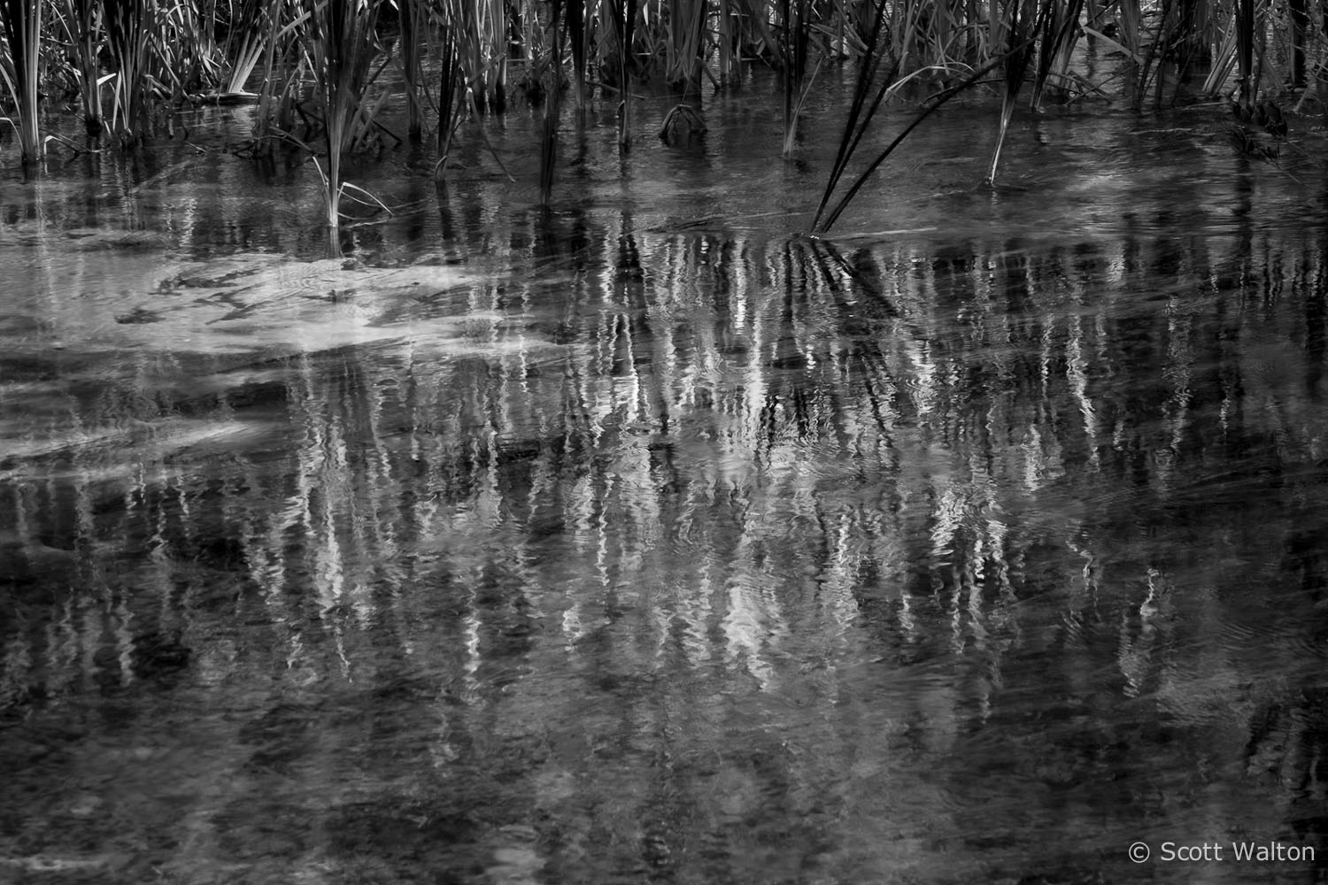 reeds-reflections-timberlake-recreation-area-eglin-reservation-florida.jpg