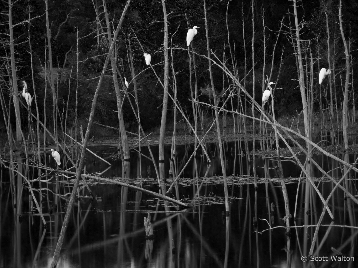 roosting-egrets-2-niceville-florida.jpg