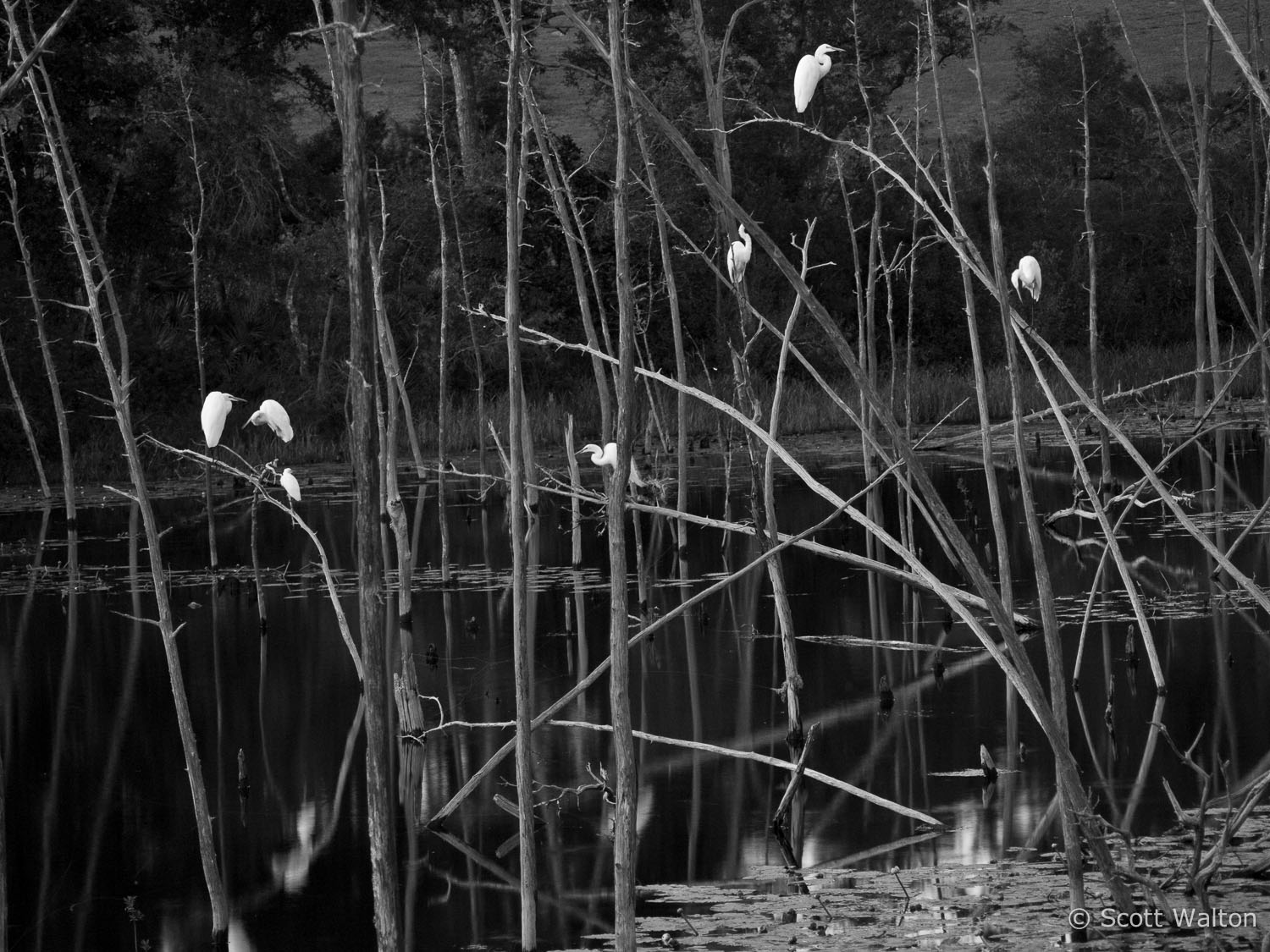 roosting-egrets-niceville-florida.jpg
