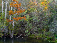 Cypress-Fall-Forest-Turkey-Creek-Nature-Trail-Park-Niceville-Florida.jpg