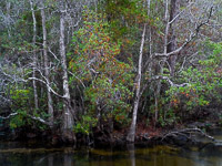 Fall-Color-Along-Turkey-Creek-Niceville-Florida.jpg
