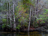 Fall-Color-Along-Turkey-Creek-Niceville-Florida.jpg