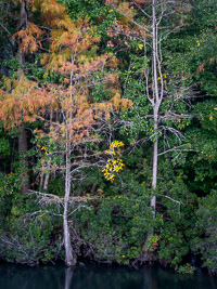 Fall_Cypress_Turkey_Creek_Nature_Trail_Park_Niceville_Florida.jpg