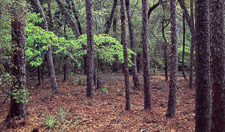 Hwy-85-Spring-Foliage-pano-Okaloosa-County-Eglin-Reservation.jpg