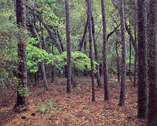 Hwy-85-Spring-Foliage-wider-Okaloosa-County-Eglin-Reservation.jpg