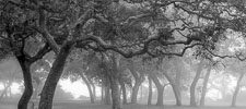 Trees-Fog-Maxwell-Gunter-Niceville-Florida-Edit-Edit.jpg