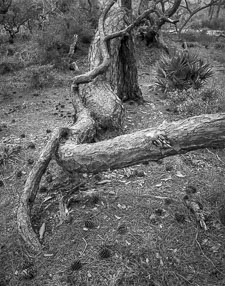 TwistedTreeTopsailHillStPk-Tmax100-homescan.jpg