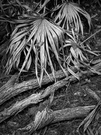 Trailside Palmettos _IGP8763.jpg
