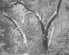 Rare Snowstorm, Okaloosa Country, FL _IMG1642.jpg