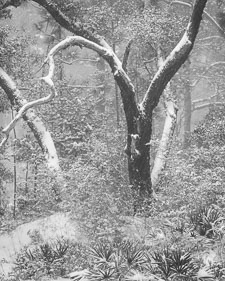 Rare Snowstorm, Okaloosa Country, FL _IMG1647.jpg