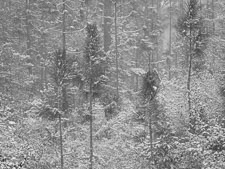 Rare Snowstorm, Okaloosa Country, FL _IMG1649.jpg