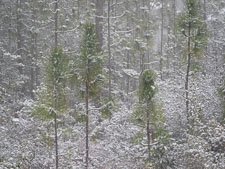 Rare Snowstorm, Okaloosa Country, FL _IMG1651.jpg