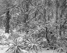 Rare Snowstorm, Okaloosa Country, FL _IMG1661.jpg