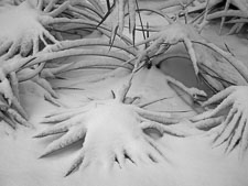 Rare Snowstorm, Okaloosa Country, FL _IMG1719.jpg