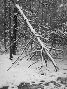 _IMG1731.jpg