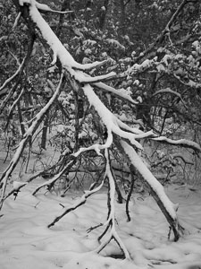 Rare Snowstorm, Okaloosa Country, FL _IMG1736.jpg