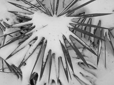 Rare Snowstorm, Okaloosa Country, FL _IMG1751.jpg