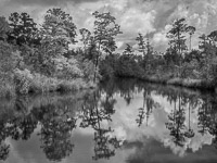 Alaqua Slough _IMG3295.jpg