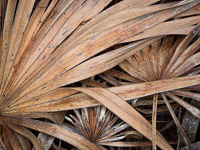 Palmetto Detail _MG_4018.jpg