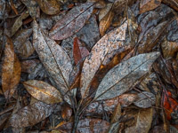 Winter Leaves, Rain _Z2A4705.jpg