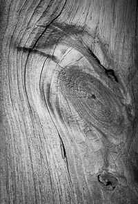 Bird in the Wood bird-form-fence-post-niceville-florida.jpg