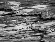 Cracked Log Detail crackedLogBW.jpg