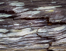 Cracked Log Detail crackedLogColorv3.jpg