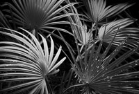 curved-palmettos1-timberlake-recreation-area-eglin-reservation-florida.jpg