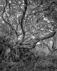 Mayakka Drapery hanging-moss-mayakka-river-state-park-sarasota-florida.jpg