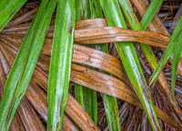 Interleaving Palmetto, Rain interlocking-wet-palmetto-eglin-florida.jpg