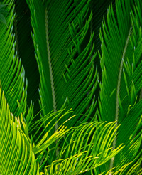 King Sego Palm Detail, Color, Niceville, Florida king-sego-palm-detail-color-niceville.jpg