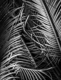 King Sego Palm Detail king-sego-palm-leaves-detail-close-niceville-florida.jpg