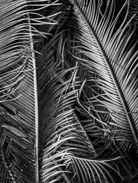 King Sego Palm Detail king-sego-palm-leaves-detail-niceville-florida.jpg