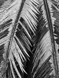 King Sego Palm leaves, Niceville, Florida king-sego-palm-leaves-niceville-florida.jpg