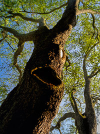 large-oak-tree-abstract-niceville-florida.jpg