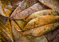 magnolia-leaves-rain-northwest-florida-2_v1.jpg