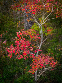 North Florida Fall Color north-florida-fall-color-vert-turkey-creek-niceville-florida.jpg