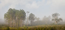 northwest_florida_sunrise_fog_eglin_reservation_Z2A6279.jpg