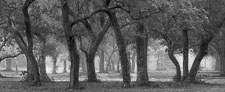 oak-trees-fog-maxwell-gunter-recreation-area-niceville-florida.jpg