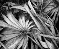 palmetto-detail1-niceville-florida.jpg